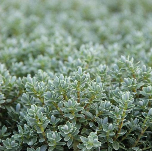 Hebe topiaria - Struikveronica