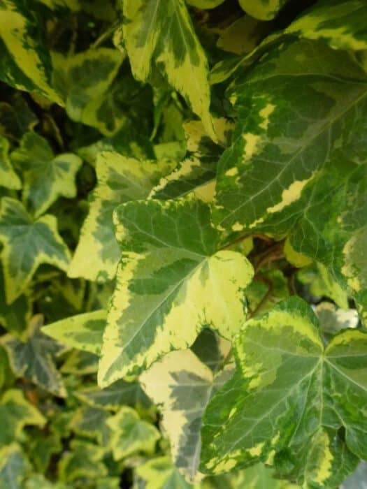 Groene klimplant met decoratieve, paarse en witte hangers, geplaatst in zwarte potten en een witte kist. Ideaal voor binnen- en buitenruimtes als decoratieve tuinplant of kamerplant.