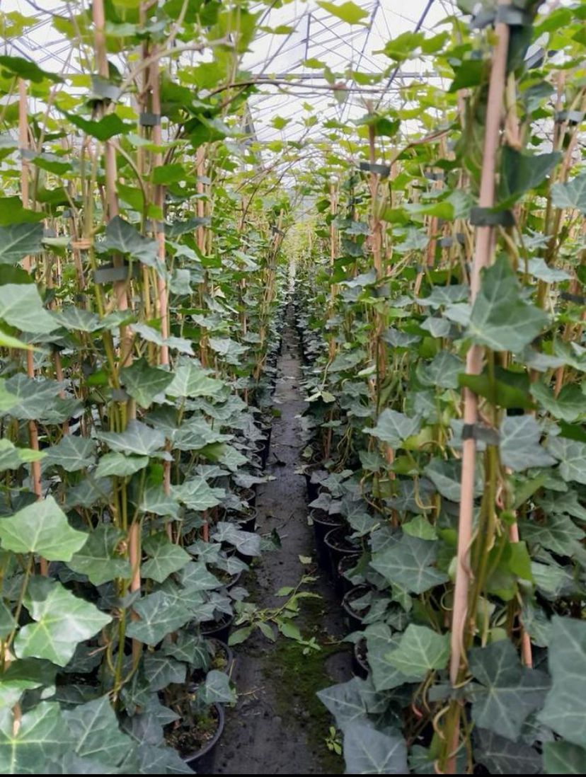 Hedera hibernica - Grootbladige Klimop - 80-100cm - Haagpakket voor 10 meter