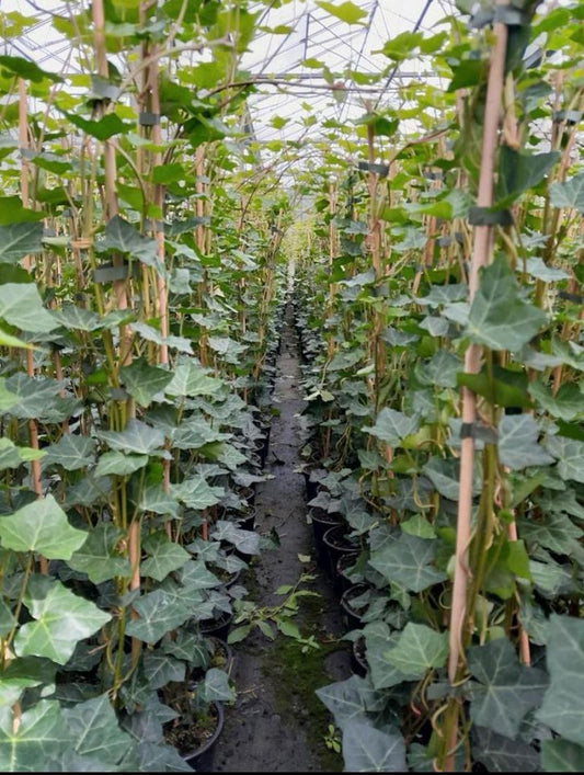 Hedera hibernica - Grootbladige Klimop - 80-100cm - Haagpakket voor 25 meter