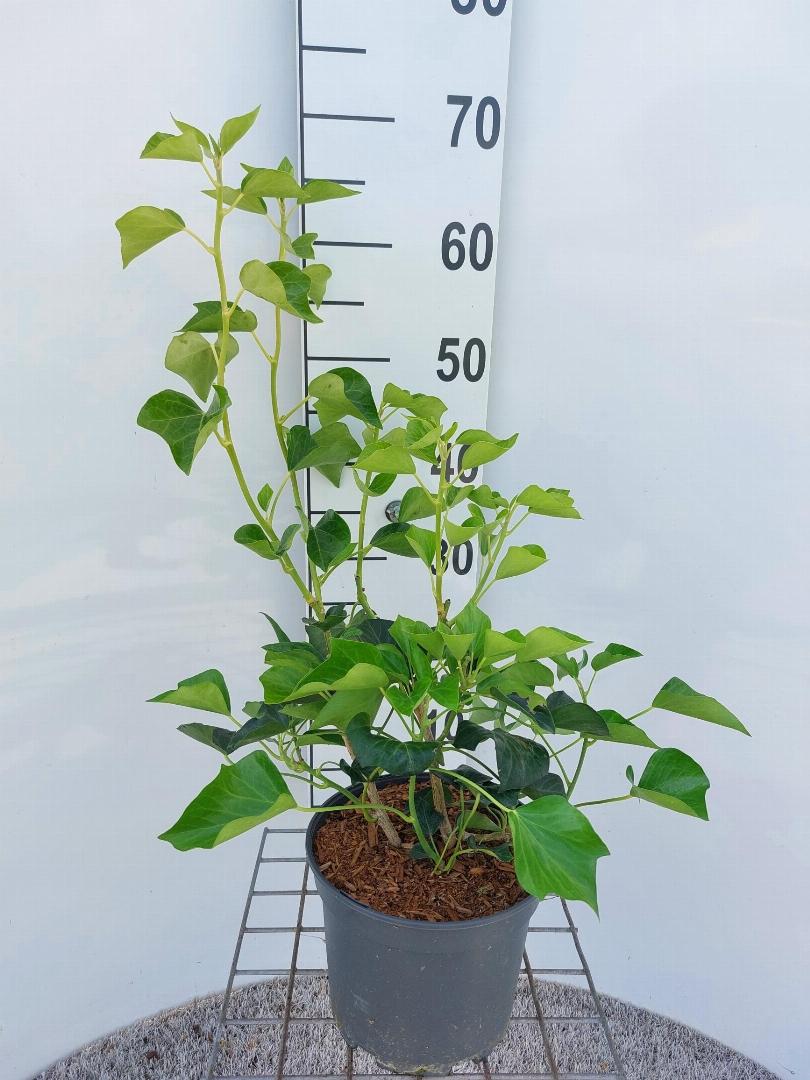 Hedera helix 'Arborescens' - Struikklimop