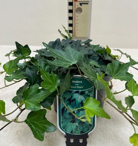 Hedera helix Green Ripple - Klimop