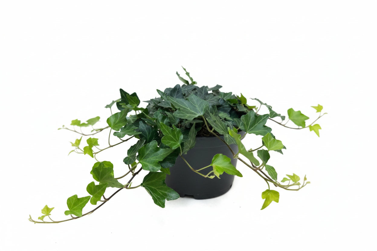 Hedera helix Green Ripple - Klimop