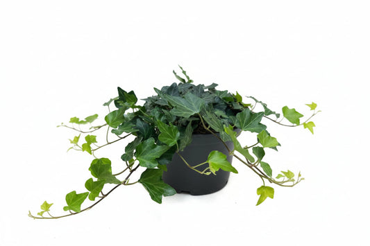 Groene klimplanten in zwarte potten, met bladeren die een klimstructuur volgen, geschikt voor tuinversiering of als decoratieve wandplanten.