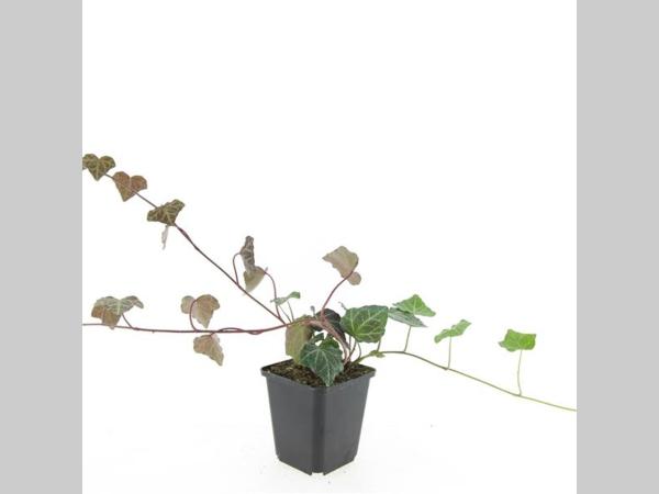 Hedera helix 'Woerner' - Klimop