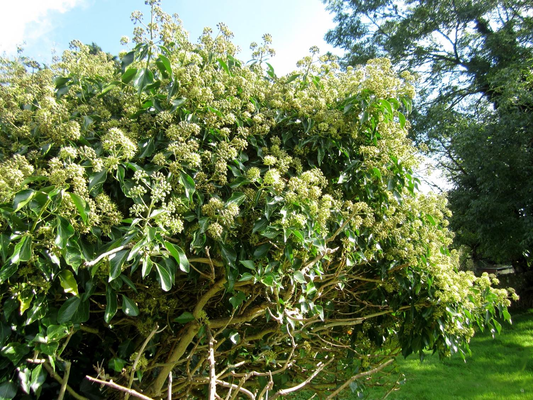 Hedera helix 'Arborescens' - Struikklimop