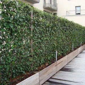 Hedera helix - kleinbladige klimop