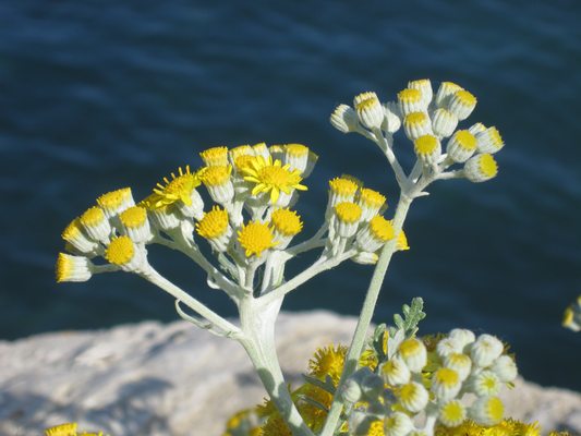 Helichrysum italicum - Kerrieplant