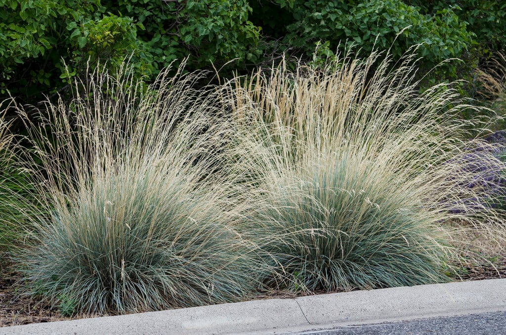 Helictotrichon sempervirens – Blauw havergras