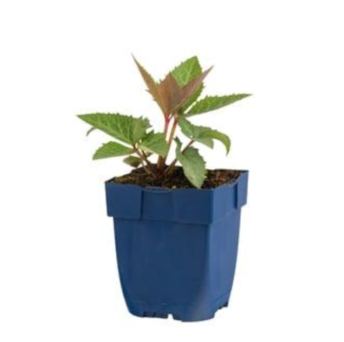 Helleborus 'sternii' - Nieskruid (Pakket van 10)