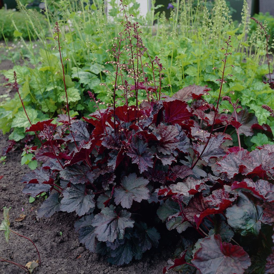 Heuchera micrantha 'Palace Purple' - Purperklokje