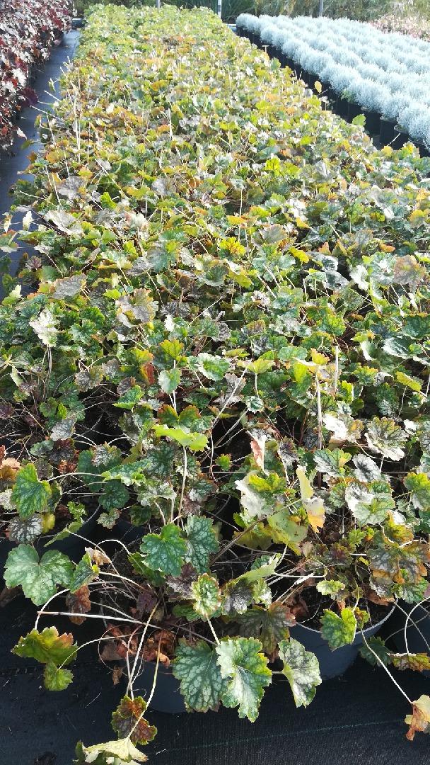 Heuchera americana 'Marvelous Marble' - Purperklokje