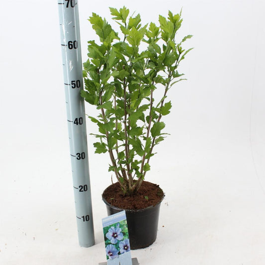 Hibiscus syriacus 'Oiseau Bleu' - Althaeastruik