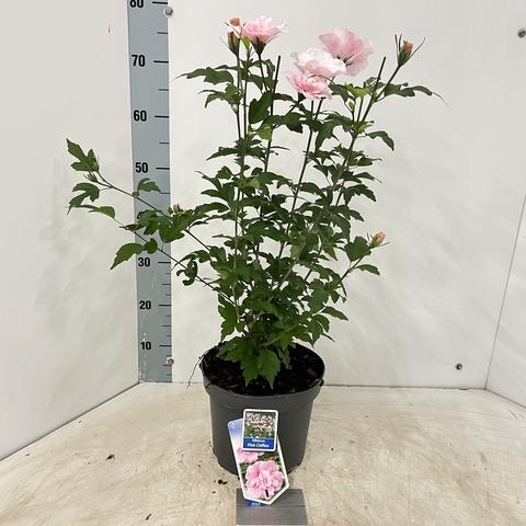 Hibiscus syriacus 'Pink Chiffon' - Althaeastruik