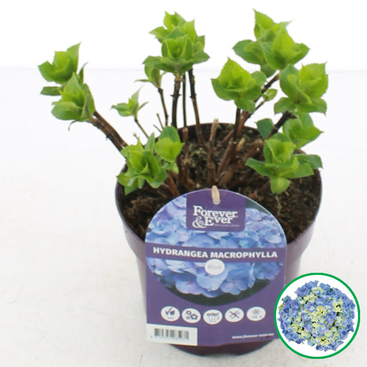 Een prachtige hydrangea macrophylla in blauwe en lichtgroene bloemen, met groene bladeren en een paarse pot van Forever & Ever, geschikt voor binnen- en buitenruimtes.
