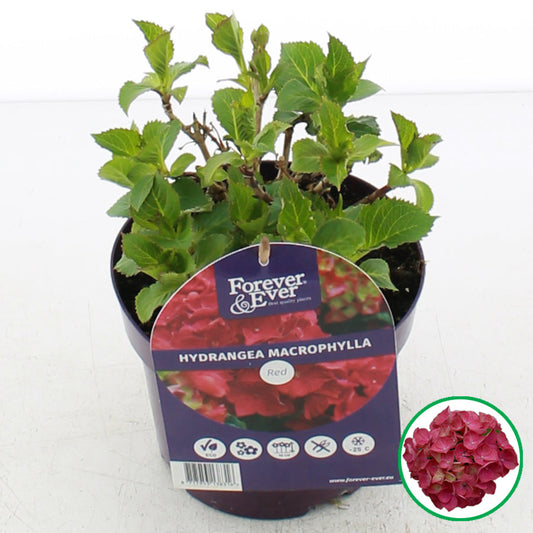 Een levendige rode hydrangea macrophylla in een paarse pot, met groene bladeren en bloeiende knoppen. Ideaal voor tuinversiering of binnenplaatsdecoratie.