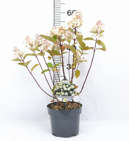 Hydrangea paniculata Baby Lace® - Kleinblijvende witte Pluimhortensia