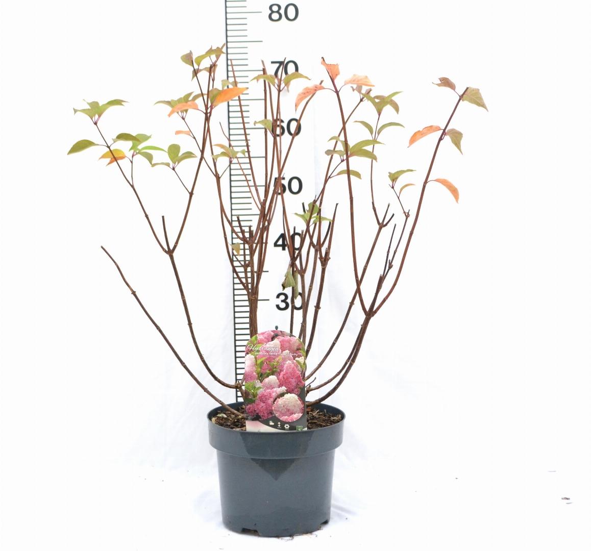 Hydrangea paniculata 'Vanille-Fraise' - Roze Pluimhortensia