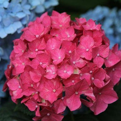 Hydrangea macrophylla 'Alpengluhen' - Boerenhortensia Rood