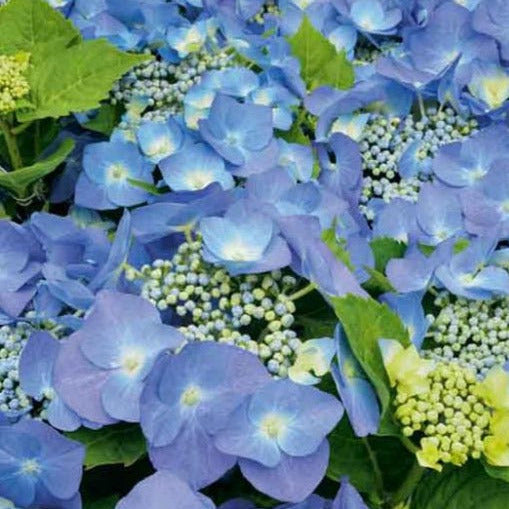 Blauwe hydrangea’s bloeien krachtig langs een pad, omringd door groene bladeren en boomstammen. Perfect voor tuinversiering en natuurlijke decoratie in een rustige buitenruimte.
