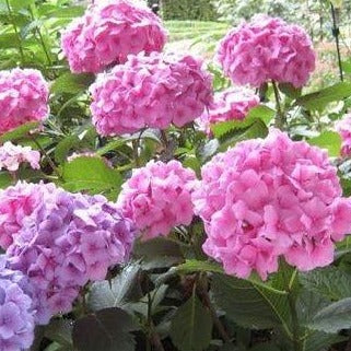 Hydrangea macrophylla 'Bouquet Rose' - Boerenhortensia Roze