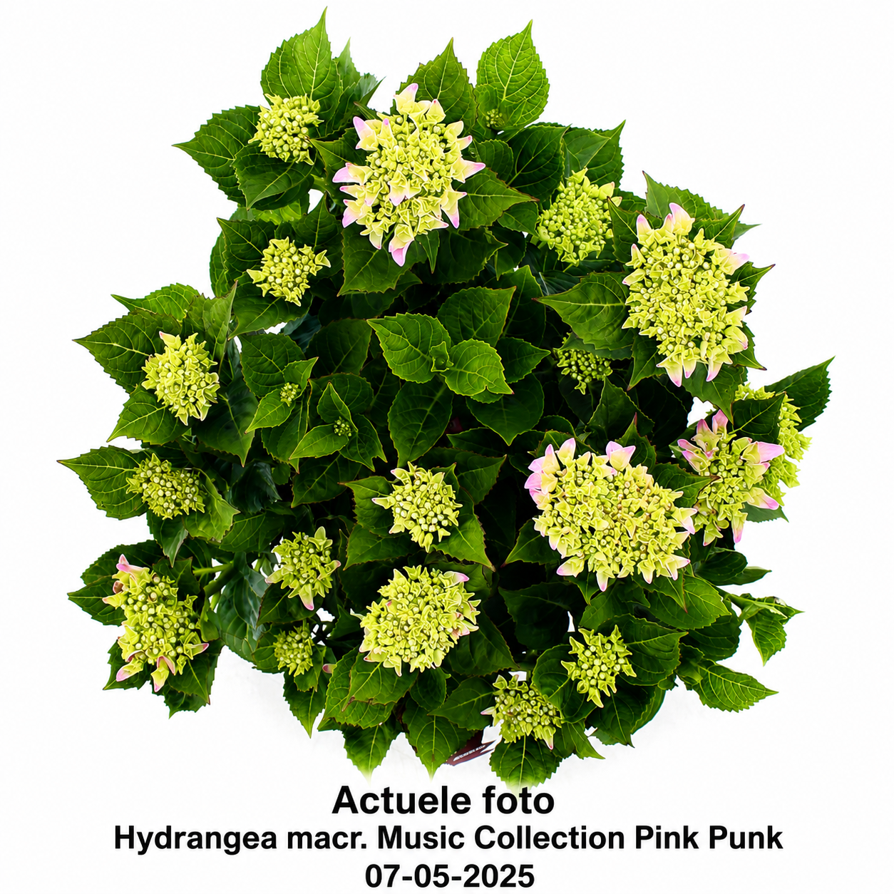 Hydrangea macrophylla 'Pink Punk' - Music Collection®