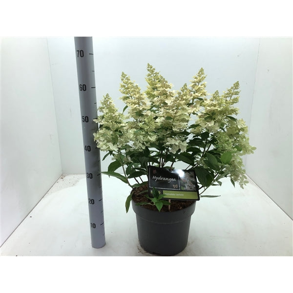 Hydrangea paniculata 'Confetti' - Witte Pluimhortensia