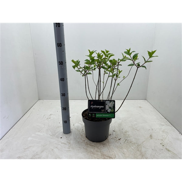 Hydrangea paniculata 'Diamantino' - Witte Pluimhortensia