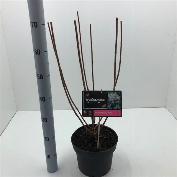 Hydrangea paniculata 'Early Harry' - Vroeg bloeiende witte Pluimhortensia