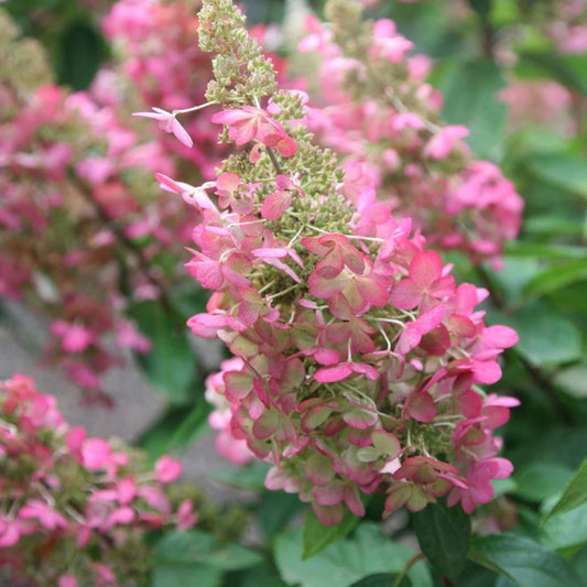 Een volle, roze bloeiende hydrangea in een tuin, met groene en gele bladeren, omringd door struiken. Perfect voor tuinversiering en decoratieve tuinontwerp.