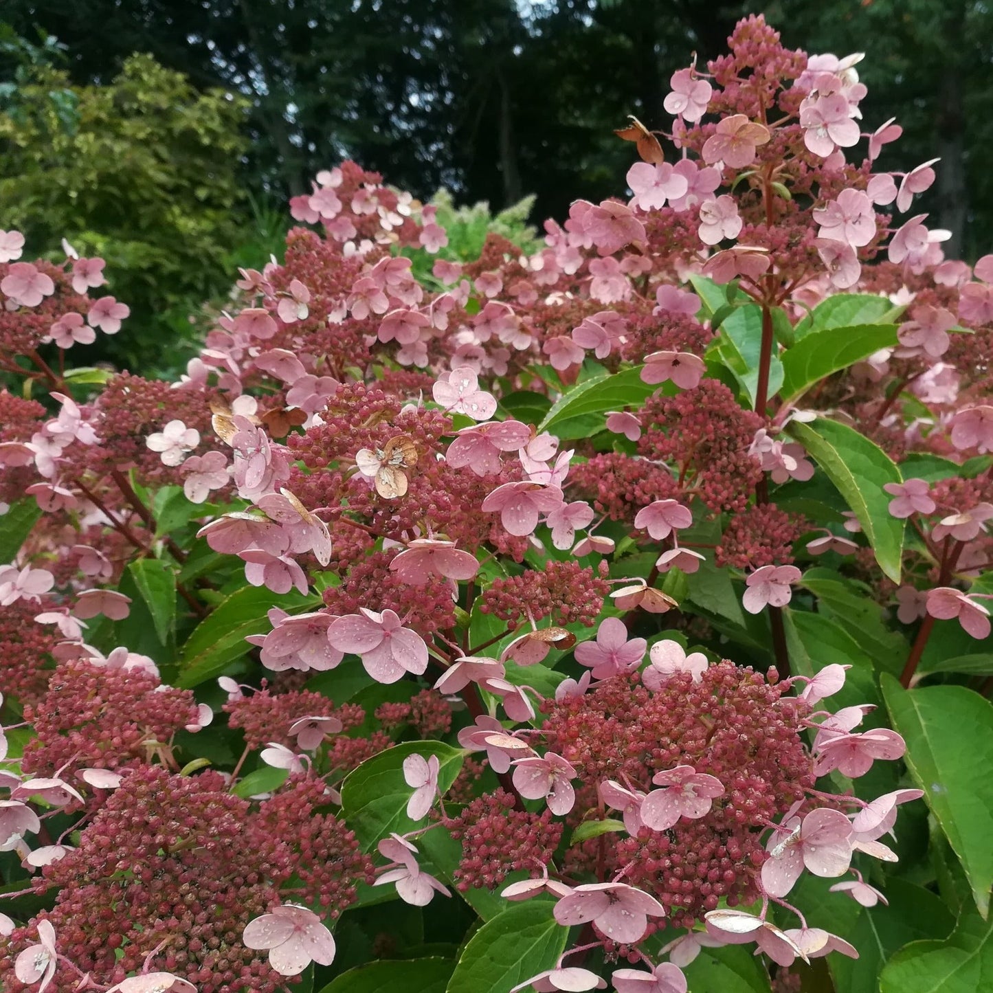Hydrangea paniculata 'Dharuma' - Dwergpluimhortensia