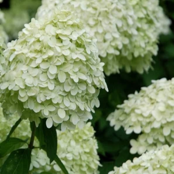 Hydrangea paniculata 'Limelight' - Witte Pluimhortensia