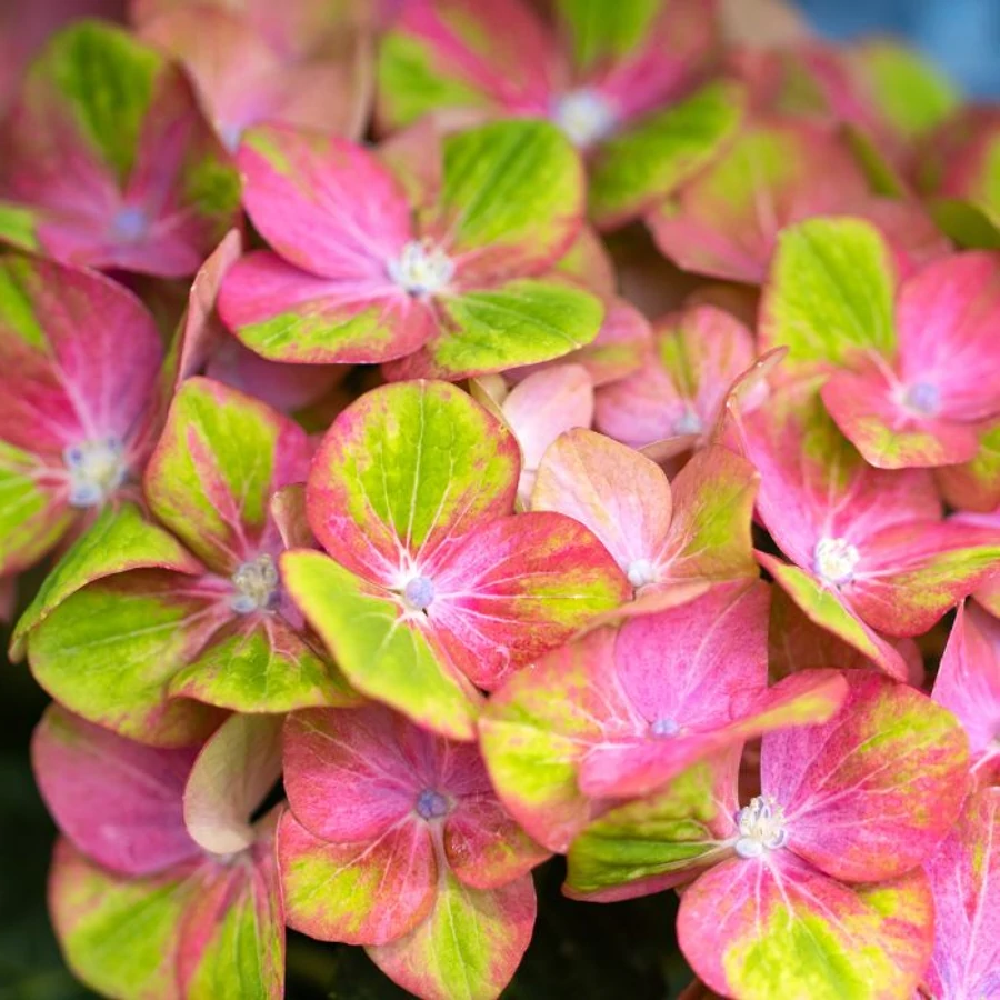 Hydrangea paniculata ‘Magical Matterhorn’ - Pluimhortensia