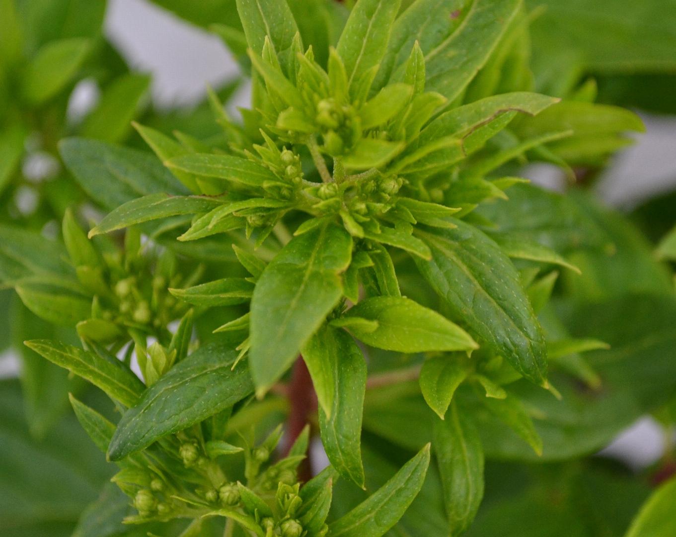 Hydrangea paniculata 'Pastelgreen' - Wit-groene Pluimhortensia