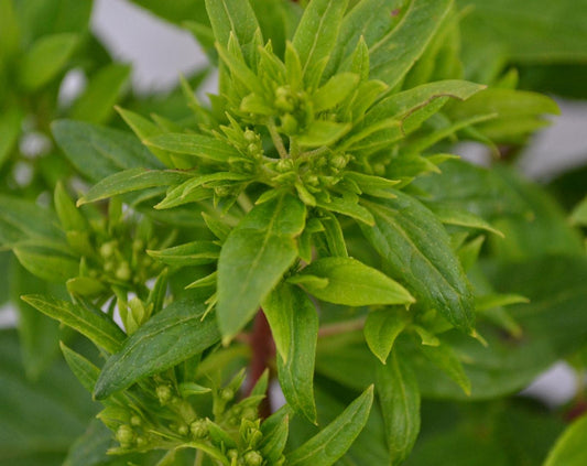 Hydrangea paniculata 'Pastelgreen' - Wit-groene Pluimhortensia