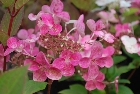 Hydrangea paniculata 'Early Sensation' - Witte Pluimhortensia op stam