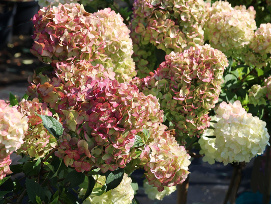 Hydrangea paniculata ‘Petite Cherry’ - Compacte Pluimhortensia