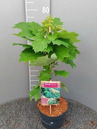Hydrangea quercifolia - Eikenbladhortensia