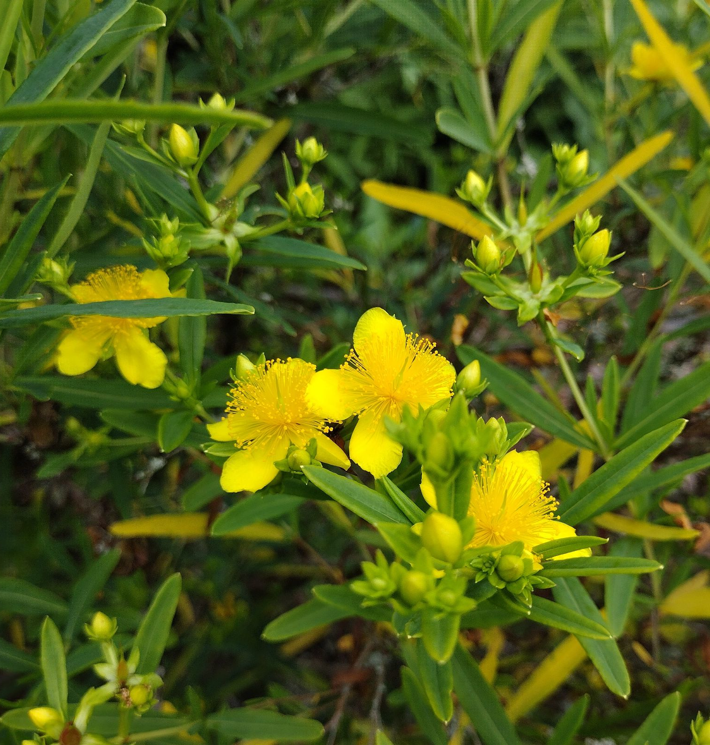 Hypericum kalmianum 'Gemo' - Hertshooi