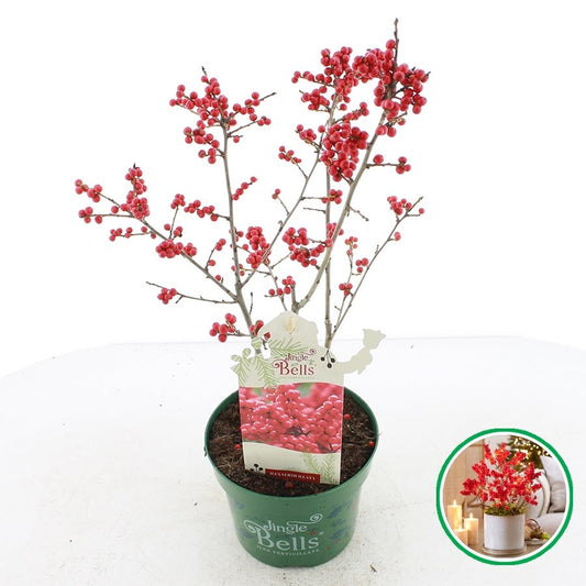Ilex verticillata 'Jingle Bells'® - Winterbes (Oók voor binnenshuis)