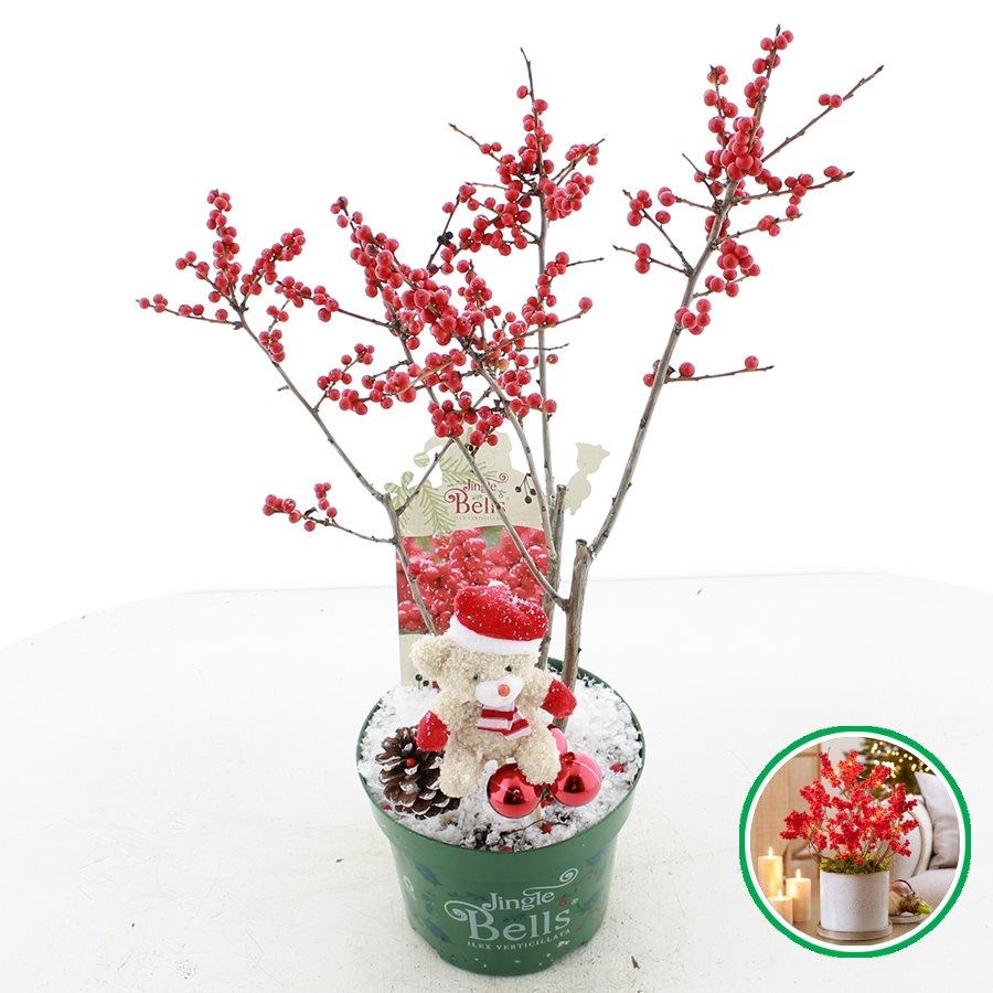 Ilex verticillata 'Jingle Bells'® - Winterbes (Oók voor binnenshuis)