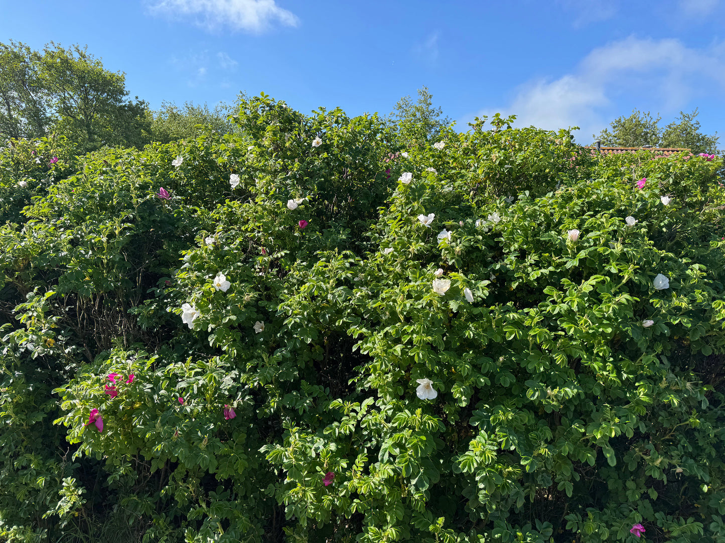 Rozenhaag - Haagmix in pot - Pakket voor 5 meter