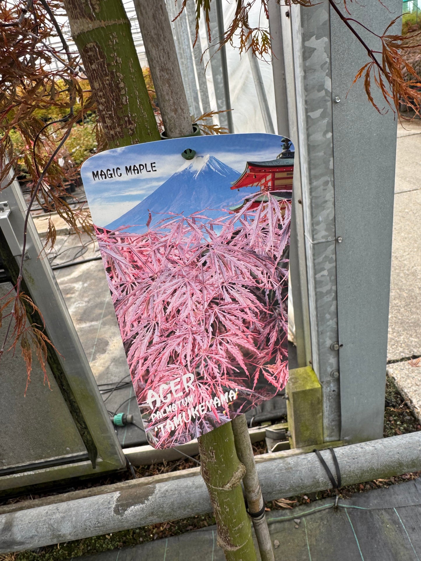 Acer palmatum ‘Tamukeyama’ – Japanse esdoorn (Spil of op stam)