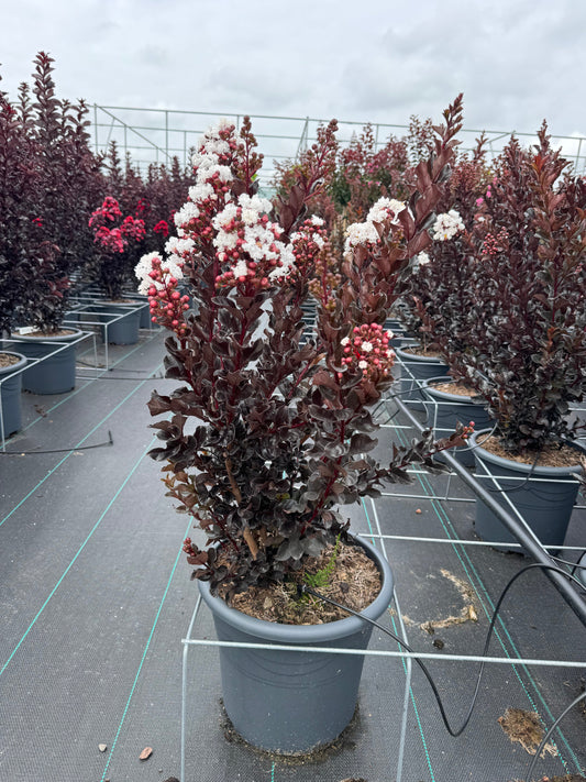 Lagerstroemia indica ‘Coconut Sorbet’ - Indische sering (Struik of op stam)