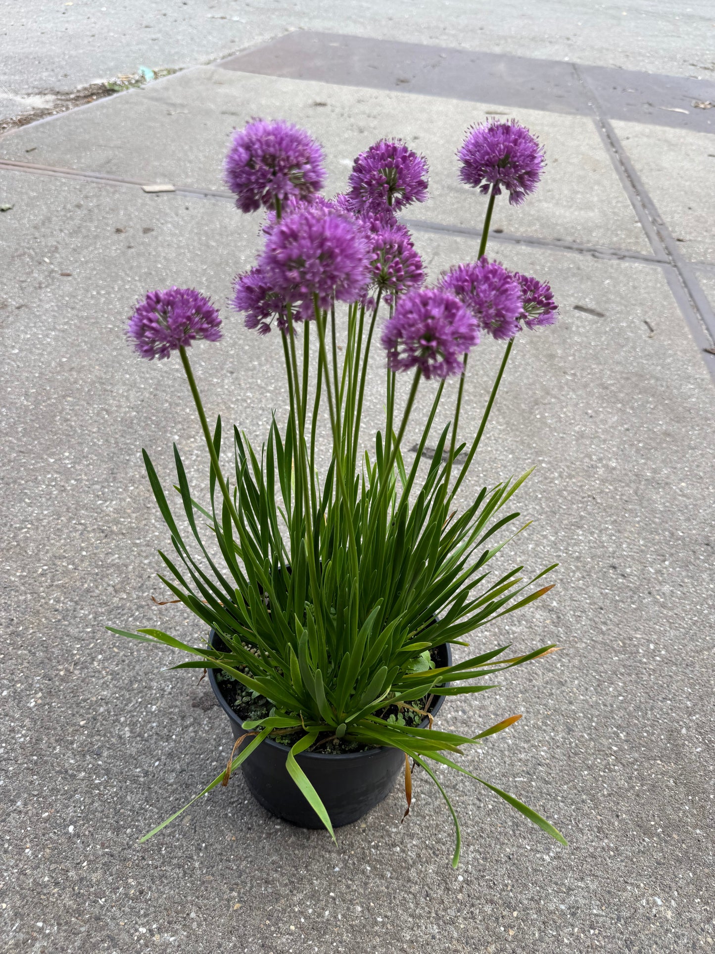 Allium 'Millenium' - Sierui
