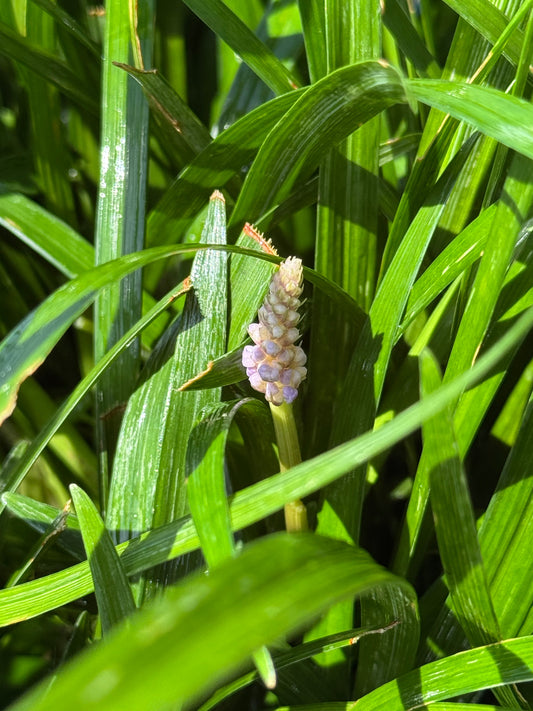 Liriope muscari 'Ingwersen' - Leliegras XXL