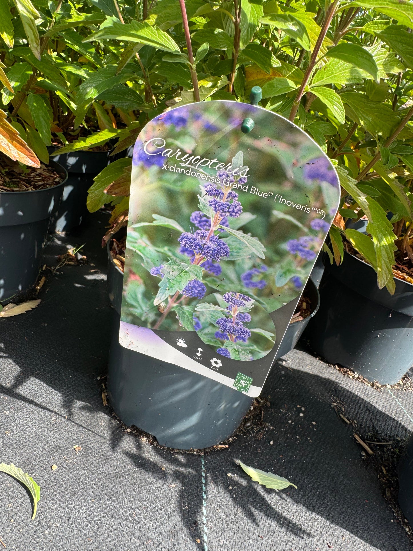 Caryopteris clandonensis ‘Grand Blue’ – Blauwbaard