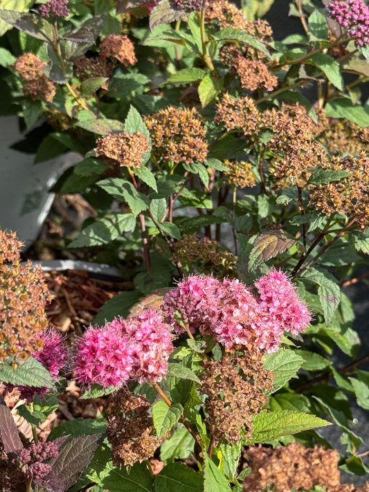 Spiraea japonica ‘Double Play Artist’ - Spierstruik