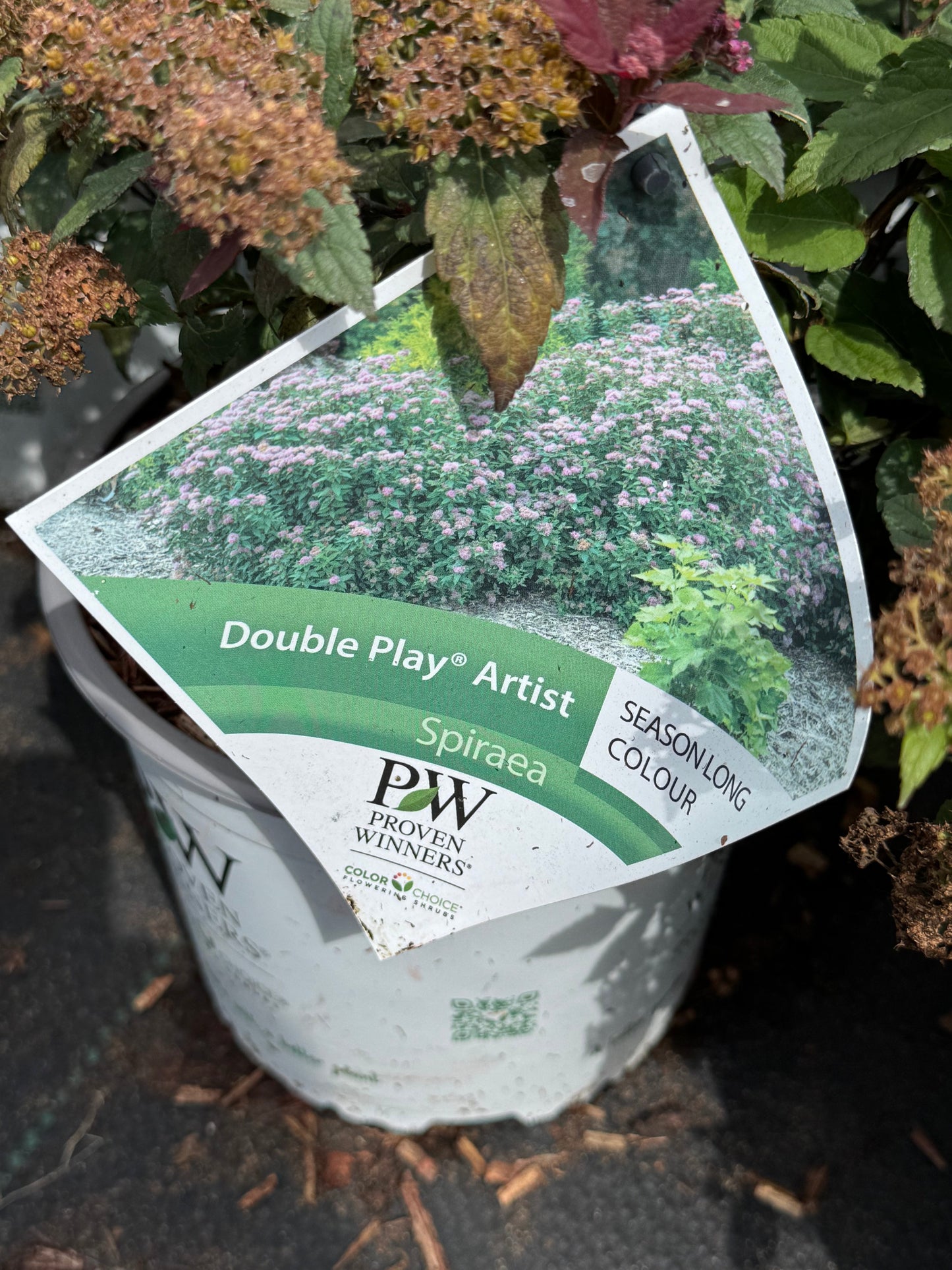 Spiraea japonica ‘Double Play Artist’ - Spierstruik