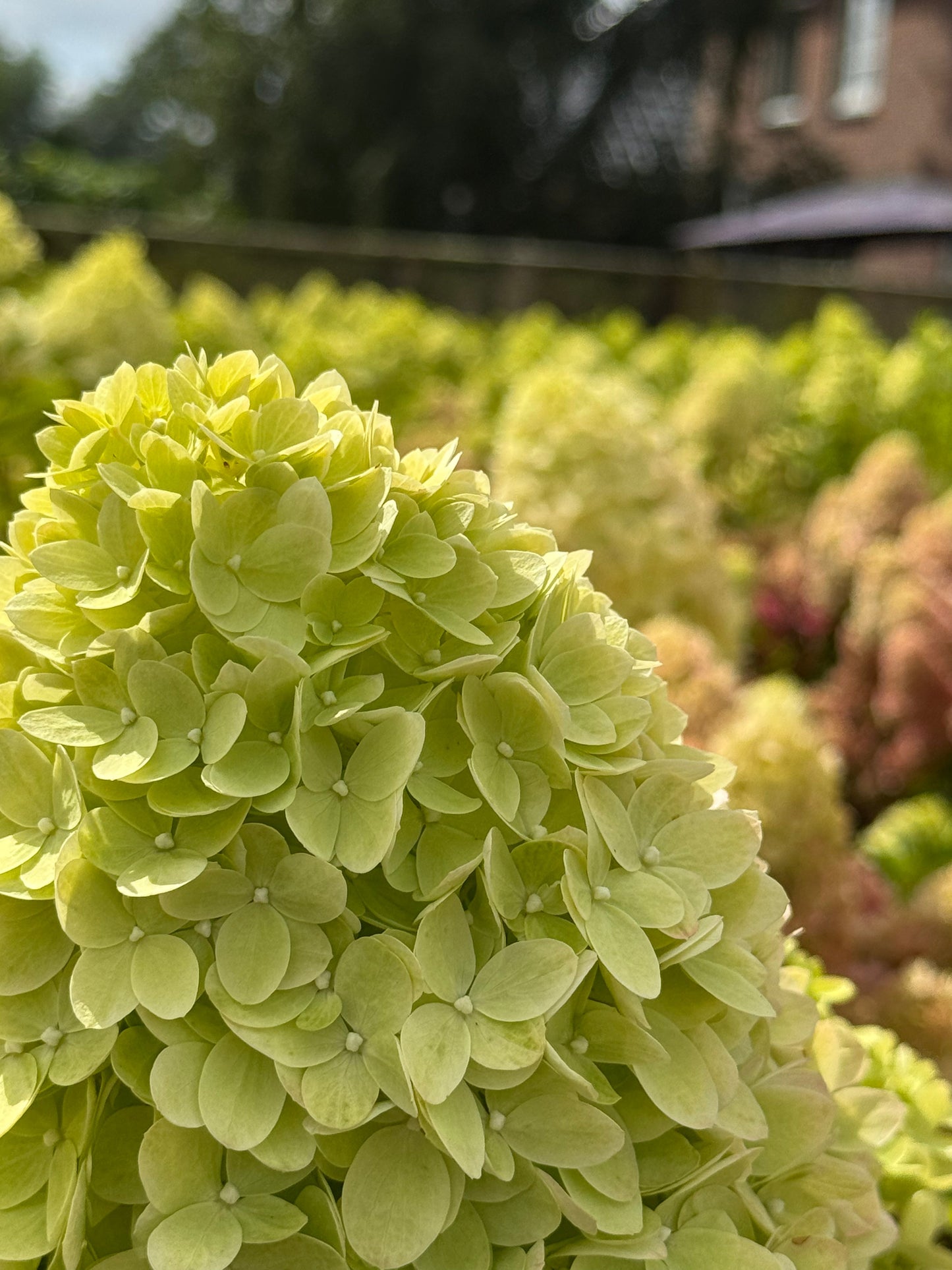 Hydrangea paniculata 'Little Lime' - Compacte Pluimhortensia